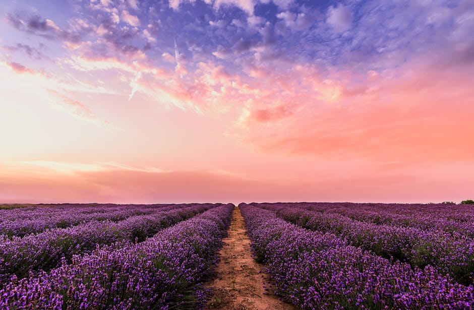 Lavender field representing market trends